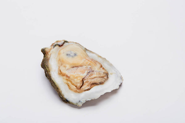 Oysters