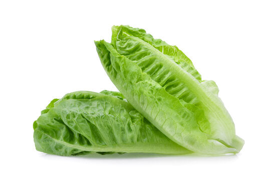Lettuce, Romaine