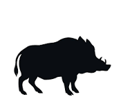 Ground Wild Boar